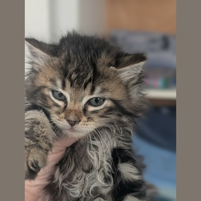 Photo of Senji