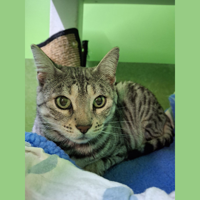 Photo of Sesame