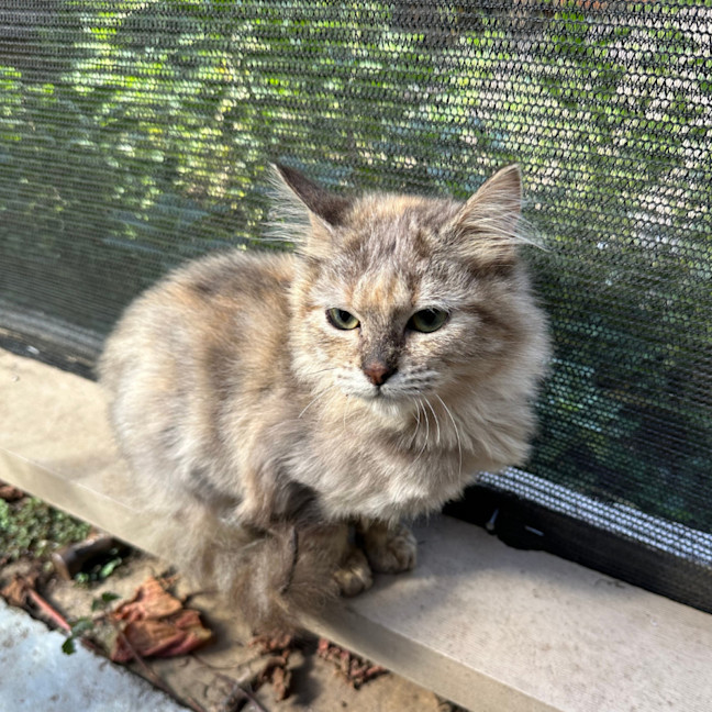 Photo of Sugar