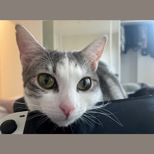 Photo of Luna Dragon