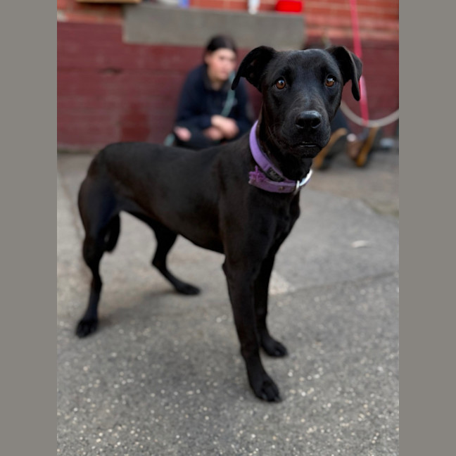 Photo of Olive