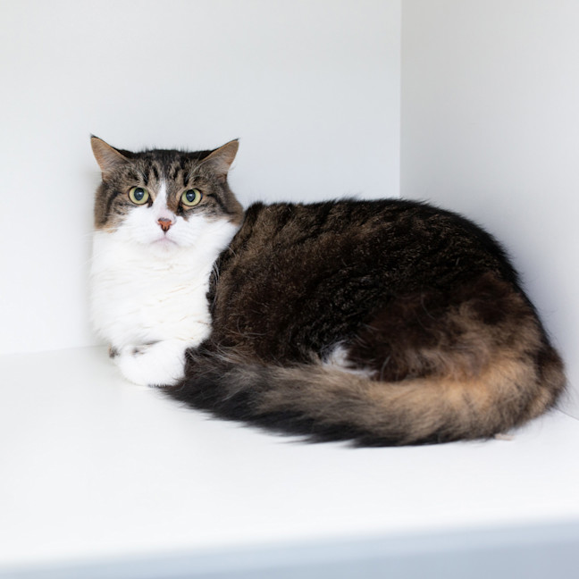 Photo of Boo Radley