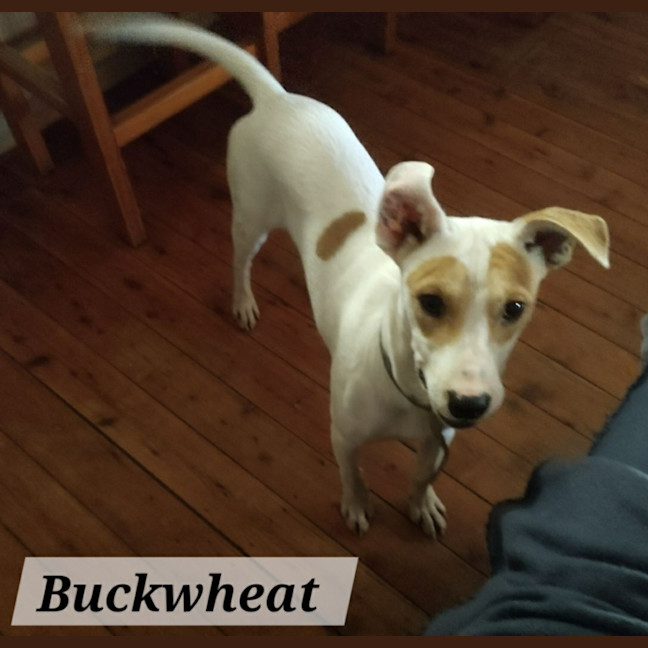 Photo of Buckwheat