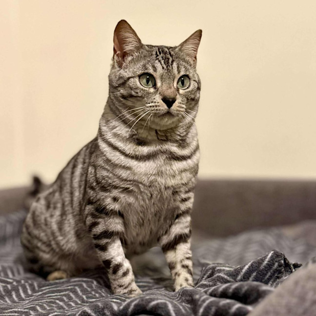 Photo of Cookie Lafufu   Located In Brunswick