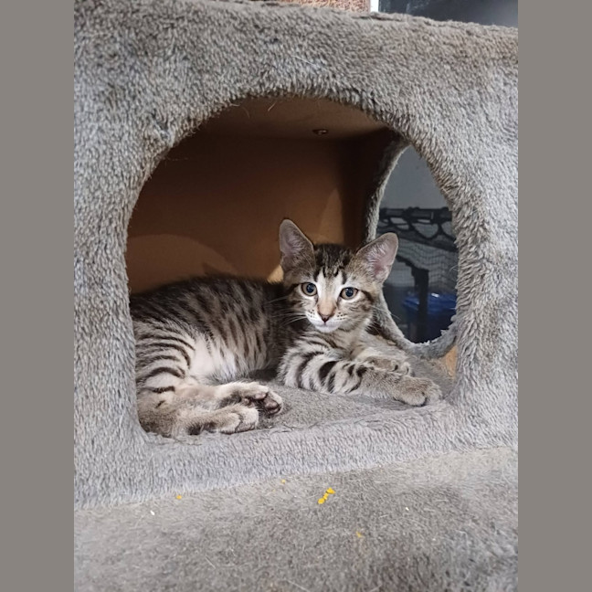 Photo of Nimbus