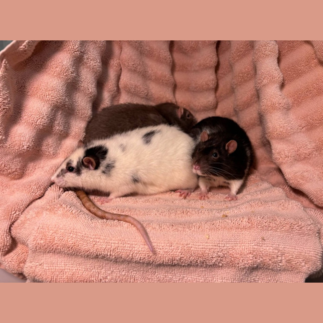 Photo of Galaxy & Apollo