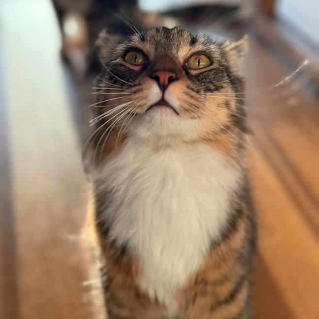 Photo of Cinnamon Scroll 🤎