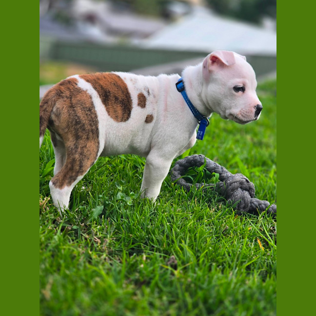 Photo of Alfie   7 Week Old Staffy X Bulldog X (Trial)