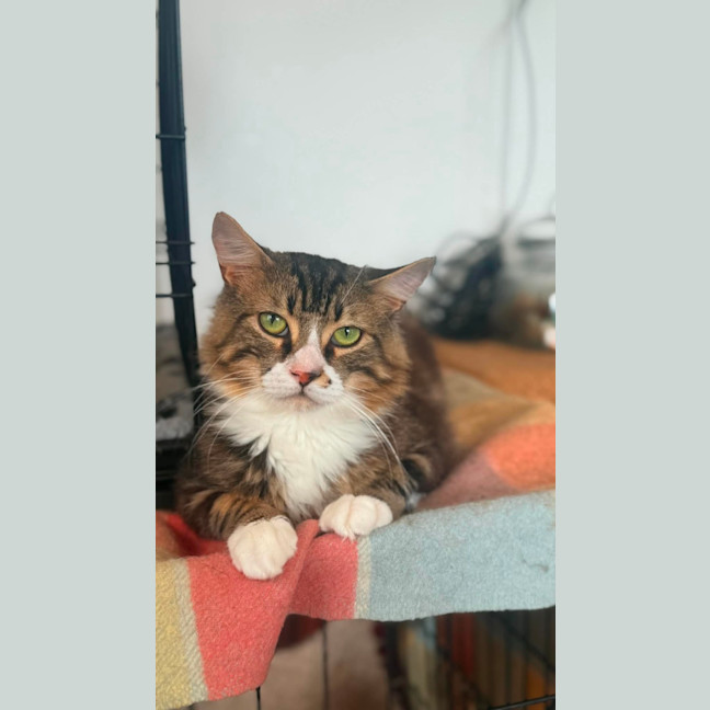 Photo of Luka *9 Lives  Project Rescue*