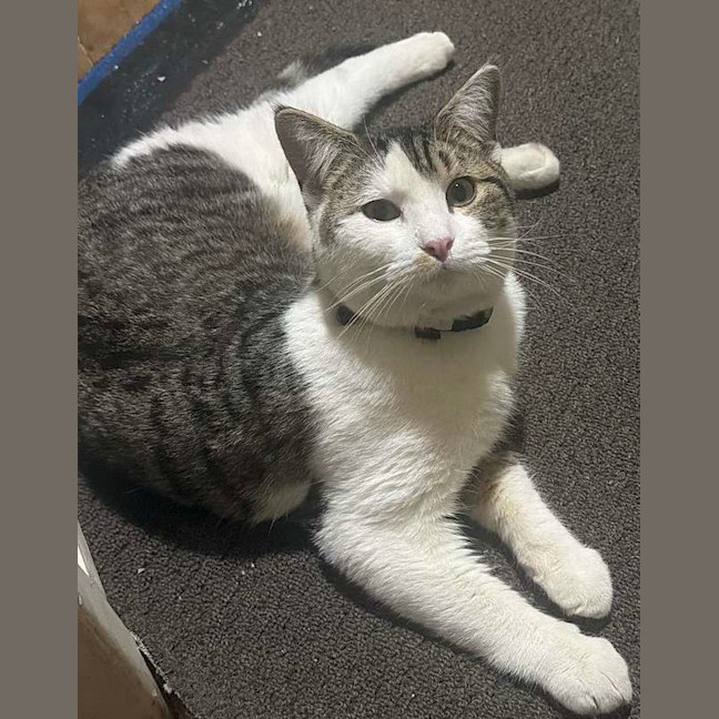 Photo of Smudge