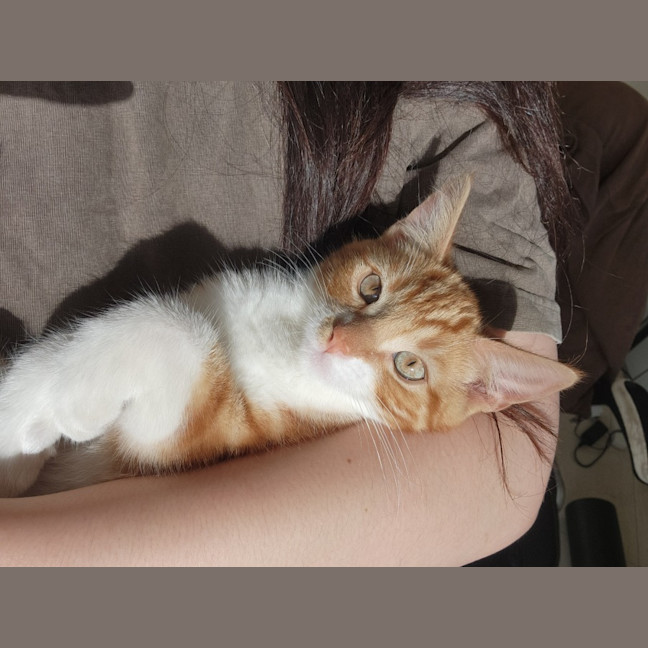 Photo of Baron Marmalade