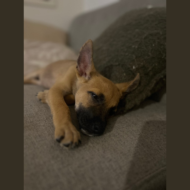 Photo of Bibble
