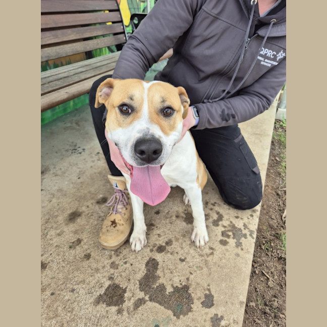 Photo of Butters! 🧈💛