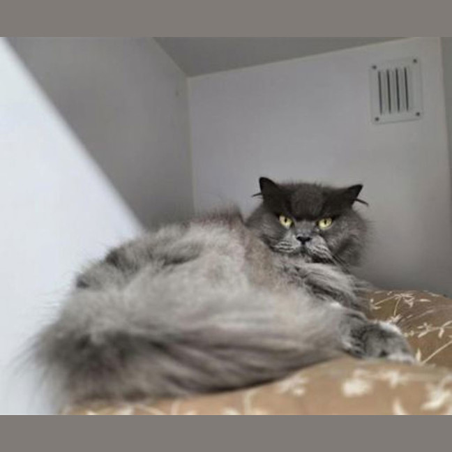 Photo of Dolly