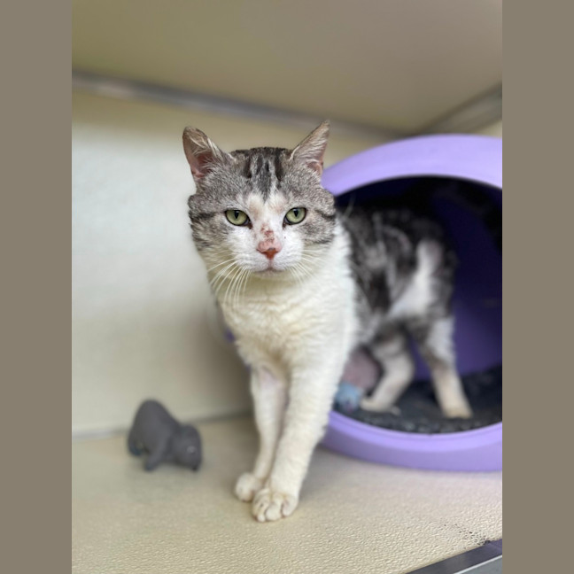 Photo of 🪁 Wally 5563 🪁