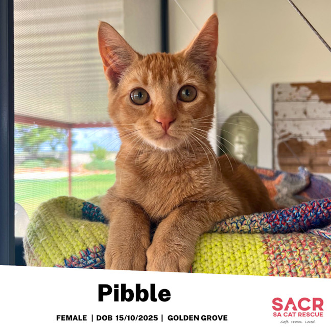 Photo of Pibble