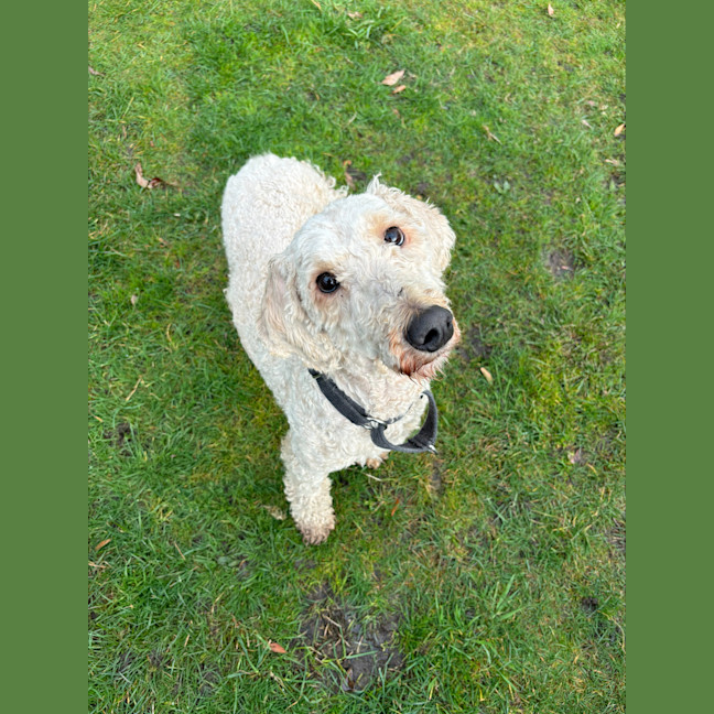 Photo of Milko