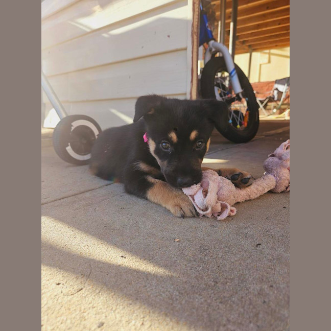 Photo of Peach   7 Week Old Kelpie X Husky (Trial)