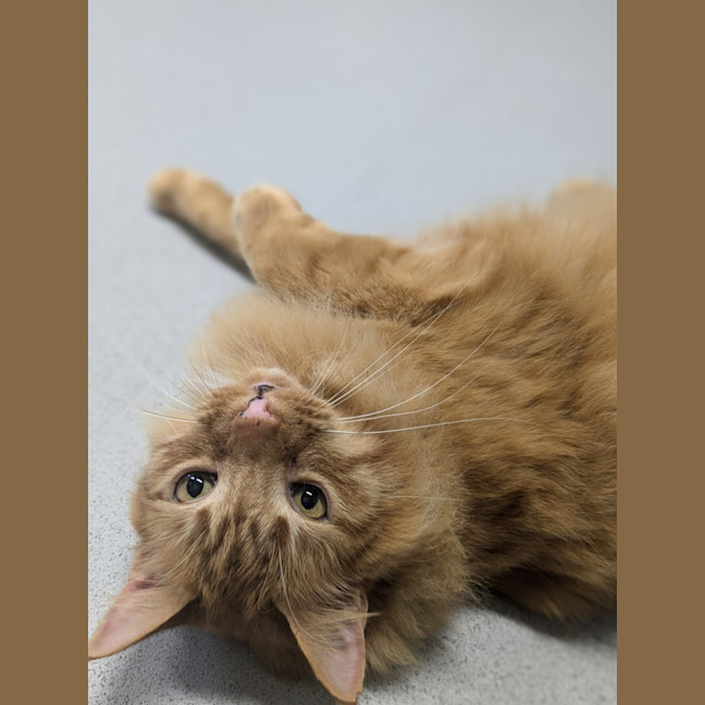 Photo of 🧉 Marmalade 5365 🧉