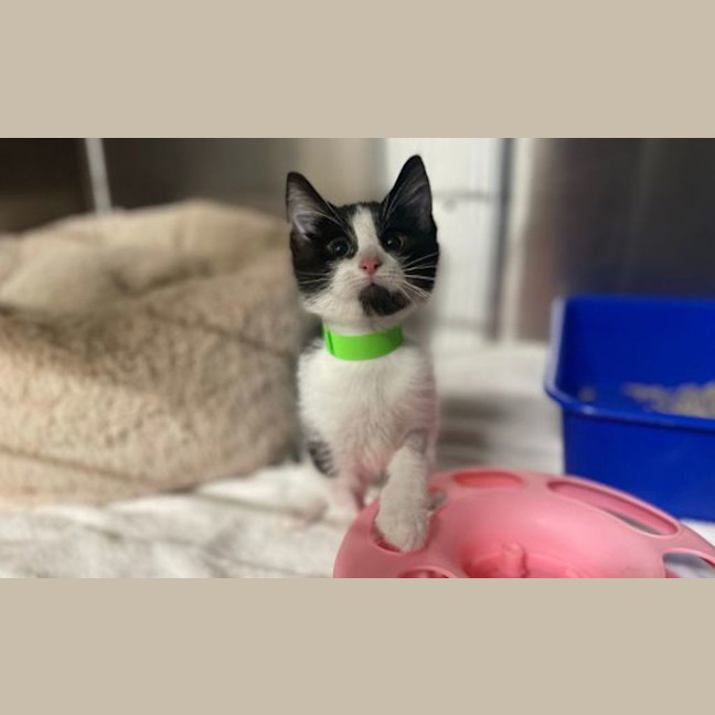 Photo of Maverick