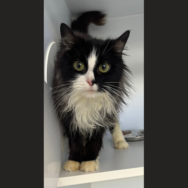 Photo of Gracie Abrams