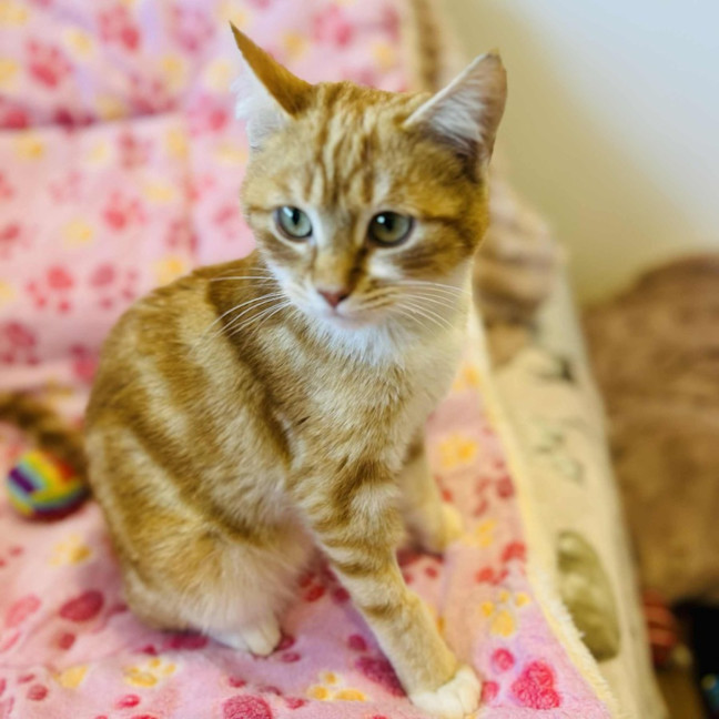 Photo of Rupert   In Foster Care In Doreen