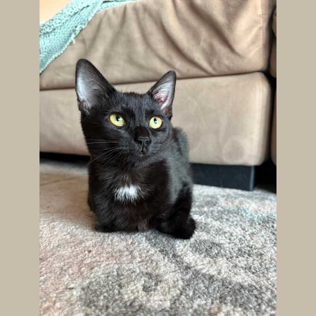Photo of Bandit