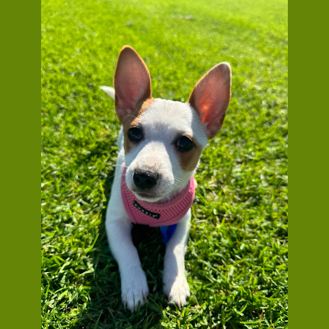 Photo of Birdie   10 Week Old Jack Russell X Fox Terrier