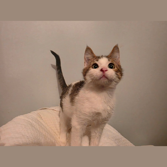 Photo of Alvin