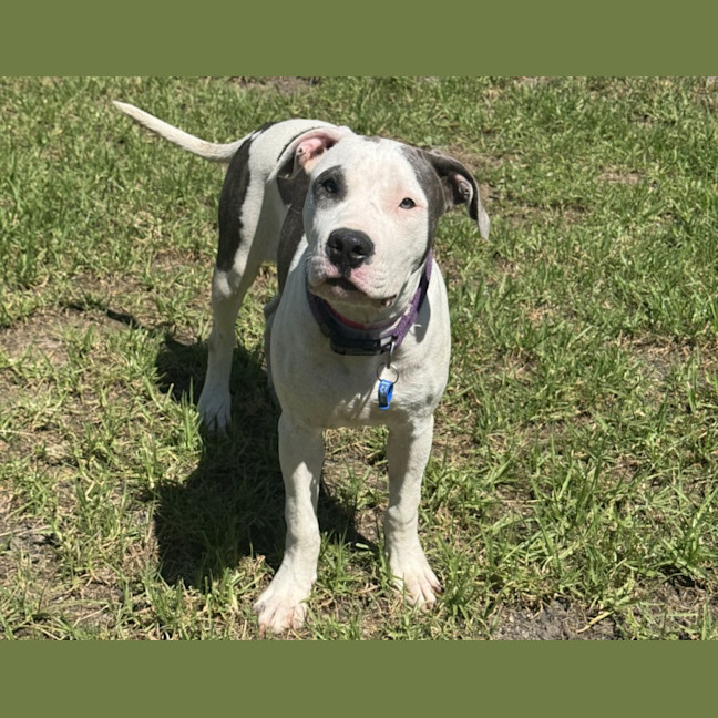 Photo of Gretel Imp 352