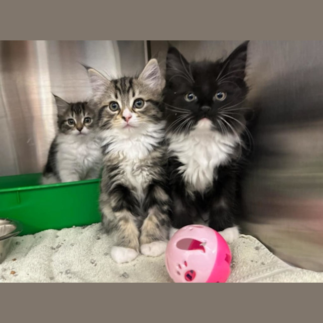 Photo of Theodore   Located In Lower Plenty