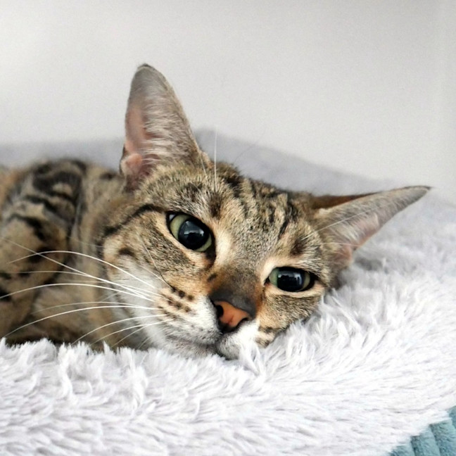 Photo of Eugenie Sua014368