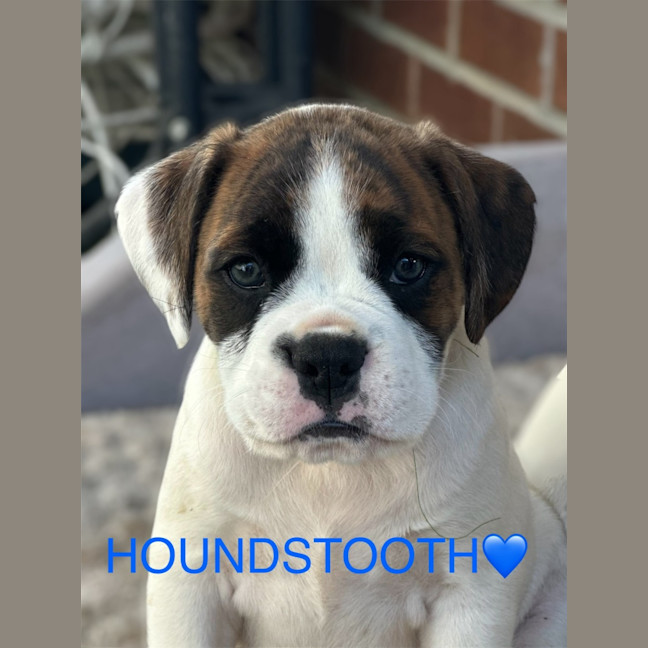 Photo of Indu Litter