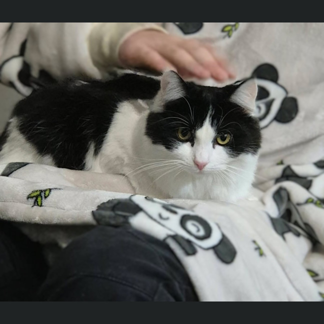Photo of Piper