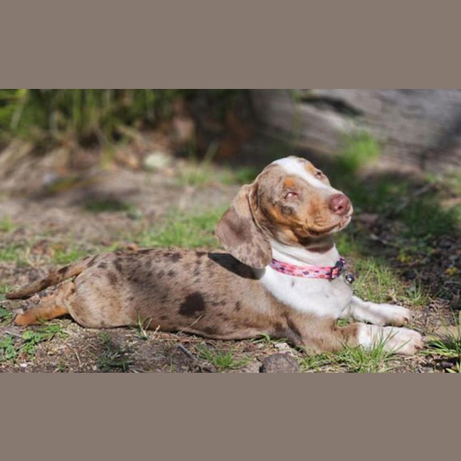 Photo of Lily