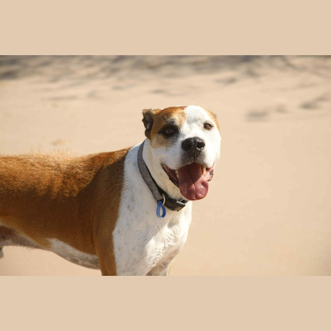 Photo of Bronson