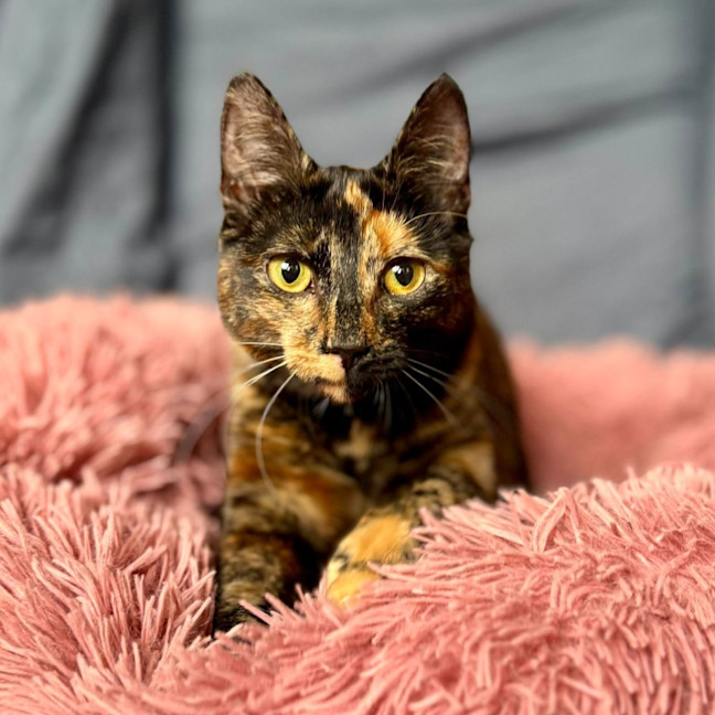 Photo of Vixen   In Foster Care In Bellfield