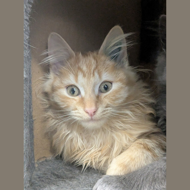 Photo of 🧨 Romba 5884 🧨