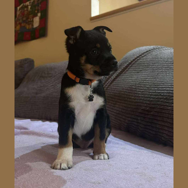 Photo of Alfie