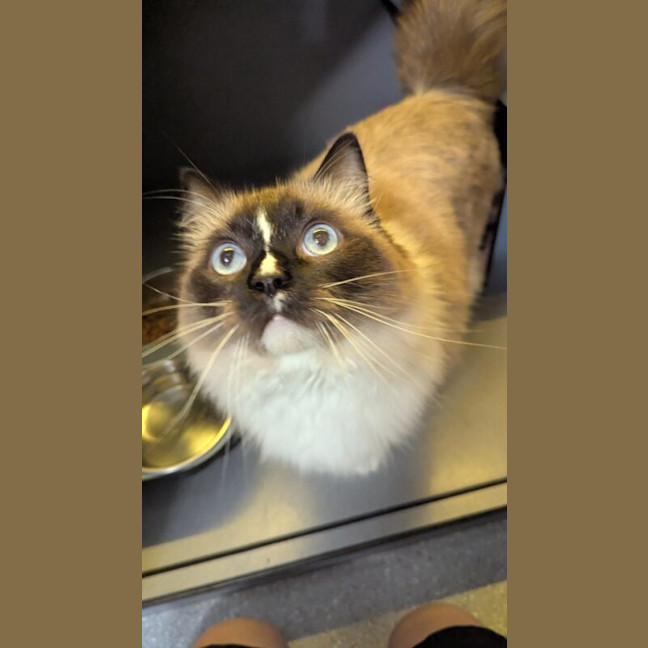 Photo of Luna
