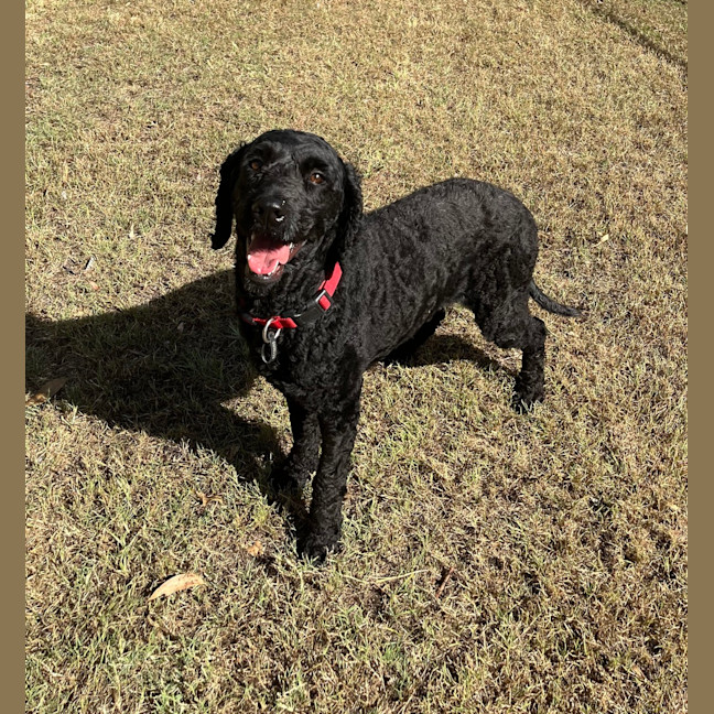 Photo of Millie