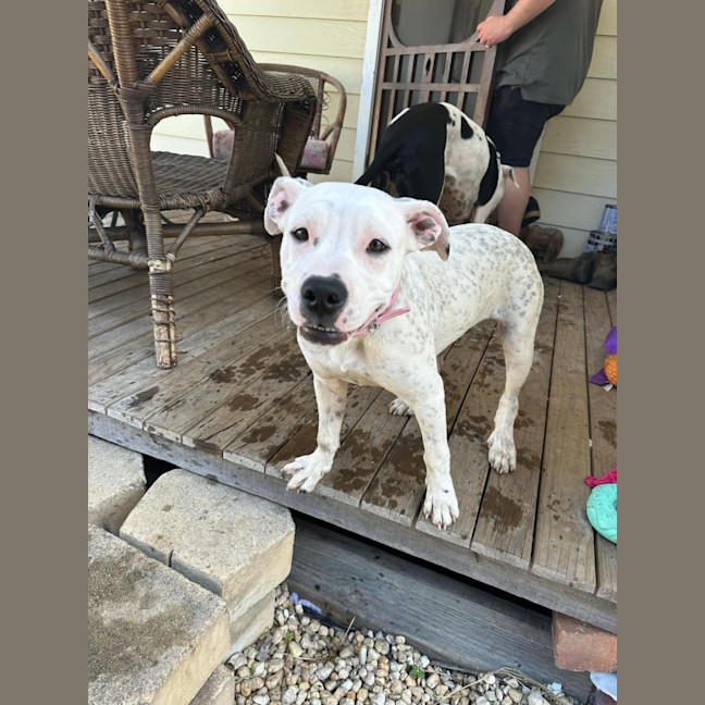 Photo of Piglet Imp 2393