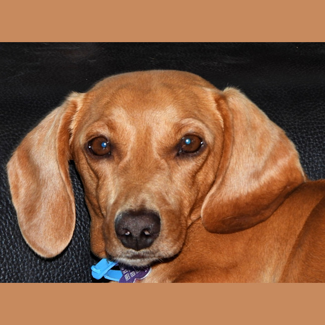 Photo of Rusty (Was Dusty)