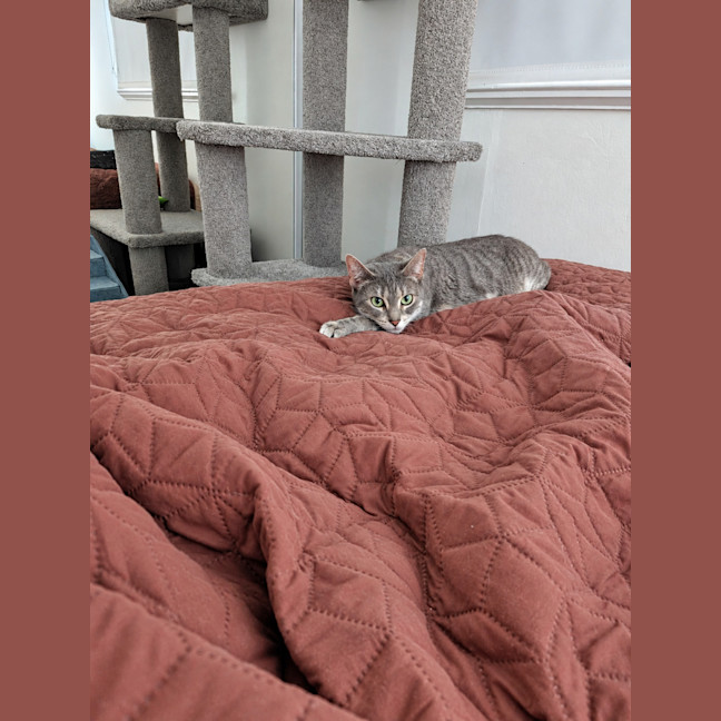 Photo of Biscotti