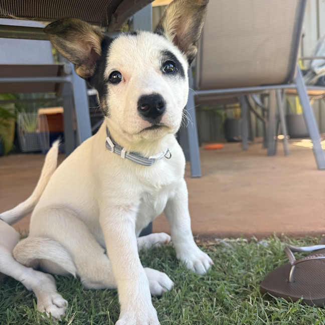 Photo of Rascal