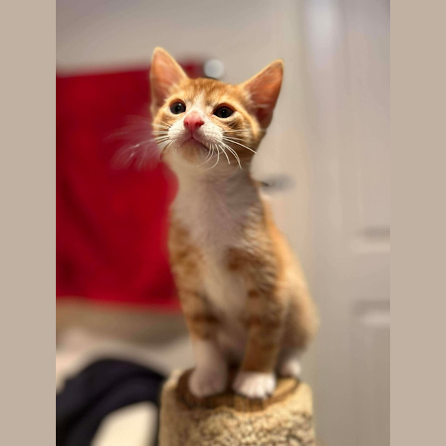 Photo of Wilbur