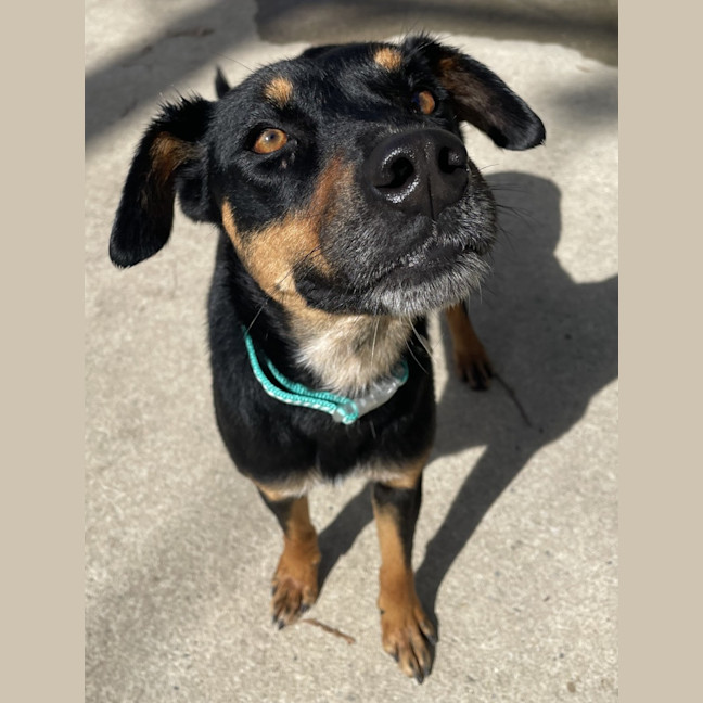 Photo of Kahlua