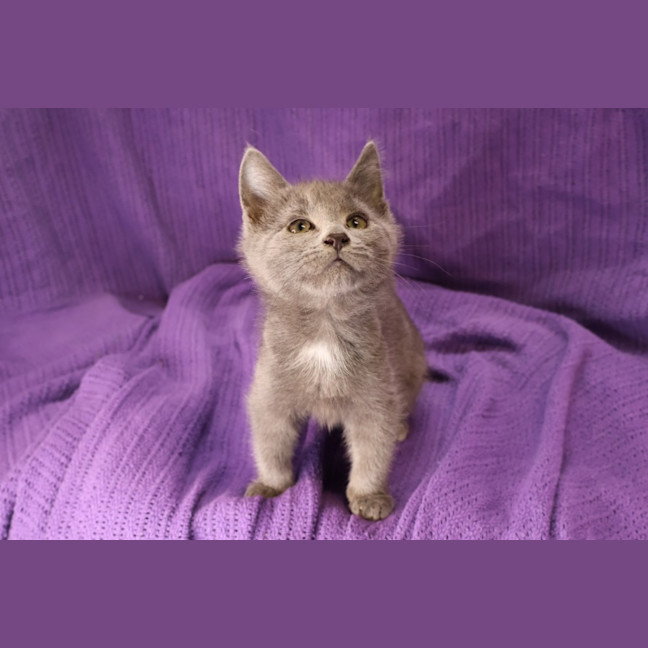 Photo of Dollop