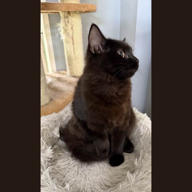 Photo of Luna