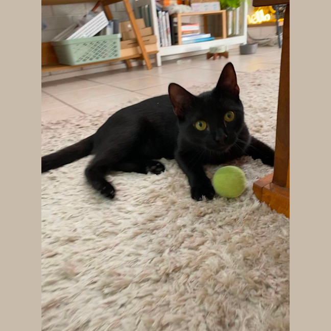 Photo of Hoshi